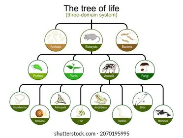 Molecular Phylogenetics To Study Evolutionary History