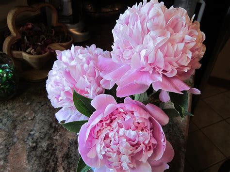 Pink Trio Pretty Wonderful Lovely Bonito Peonies Sweet Innocent