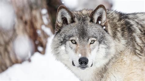 Gray Wolves Wilder Institutecalgary Zoo