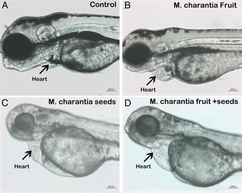 exposure  fruit  seeds extracts   charantia resulted