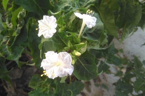 Dama Da Noite Saiba Como Cuidar E Encher Toda Sua Casa De Flores