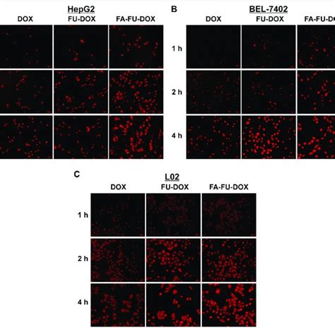 Cellular Uptake Of Fu Dox And Fa Fu Dox A Hepg B Bel And