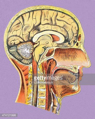 Human Head Anatomy Stock Vector | Royalty-Free | FreeImages