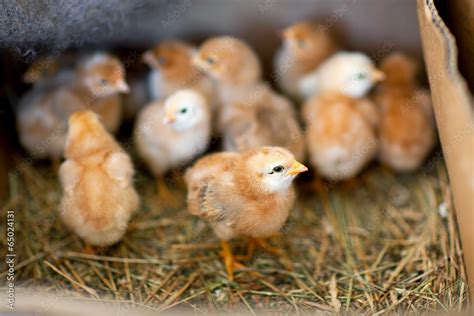 Маленькие живые цыплята в коробке фотография Stock | Adobe Stock