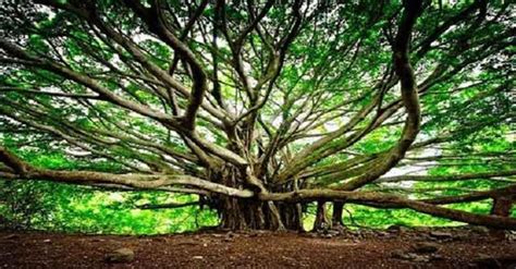 Tra I Ficus Le Orchidee Fiabeschi Dei Giardini Botanici A Calcutta