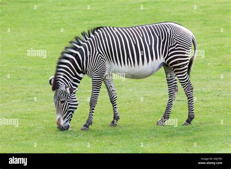 Zebra stripes hi-res stock photography and images - Alamy