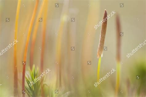 Bank Haircap Moss Polytrichum Formosum Sporangia Editorial Stock Photo