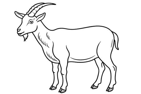 Premium Vector | Detailed Black And White Illustration Of A Standing Goat