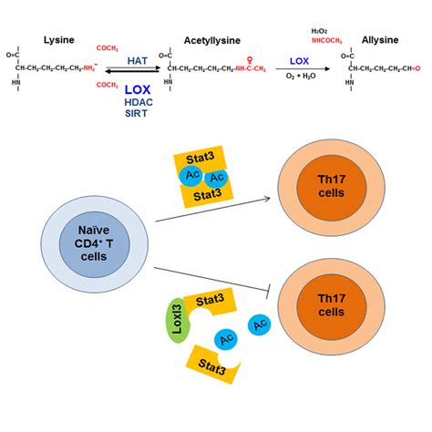 Lysyl Oxidase Is A Dual Specificity Enzyme Involved In Stat