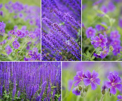 Collection of spring flowers — Stock Photo © Svetlana #1761686