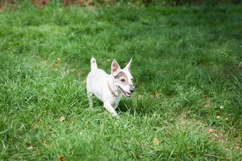 Apagi Ficelle Chien X Jack Russell Terrier La Robe Blanche Et Marron