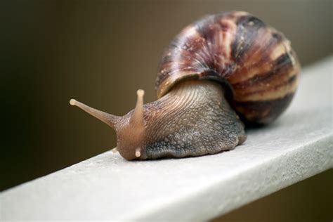 Giant Snail In Singapore Free Stock Photo - Public Domain Pictures