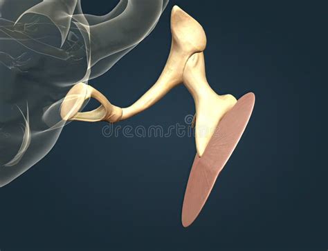 The Ear Bone, Also Called the Auditory Oscillum, is Any of the Three ...