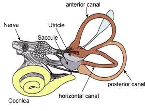 Hello USA: otitis interna symptoms