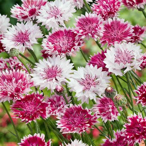 Drought Tolerant Centaurea Cyanus Romantic Bachelor S Button Flower