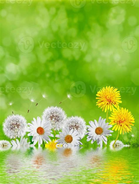 Summer landscape. Flowers 10027910 Stock Photo at Vecteezy