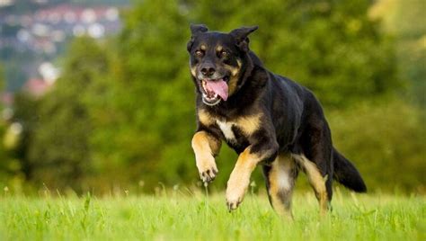 German Shepherd Rottweiler Mix Origin Breed Info And Diet Guide