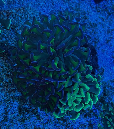 Euphyllia Garden