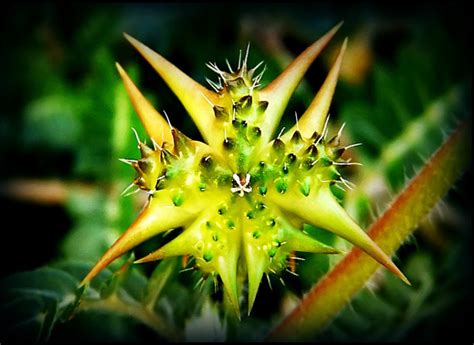 Health Benefits of Tribulus Terrestris Extract - Varion lifesciences ...
