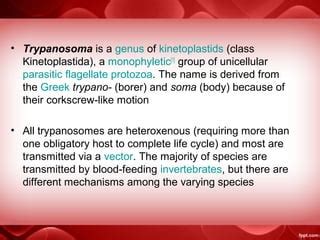 trypanosoma | PPT