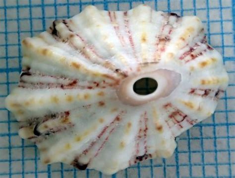 Fissurella Barbadensis Shells Of Gtmo Biodiversity All