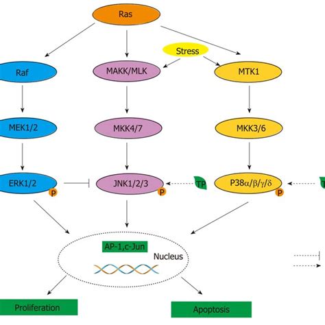 MAPK activity is regulated through three-tiered cascades composed of a ...