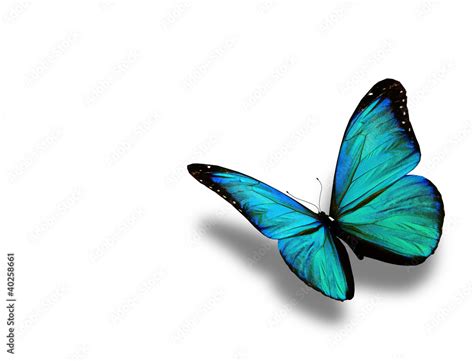 Turquoise butterfly, isolated on white background Stock Illustration ...