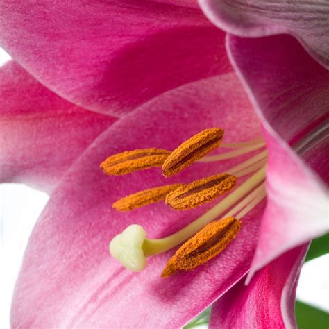 Lilium Longiflorum Pink Heaven | Bloemist, Bloemen