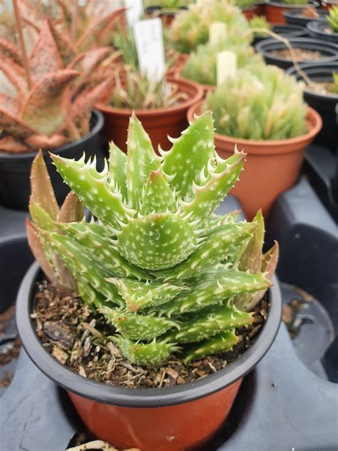 Aloe Squarrosa (1x 9cm pot)