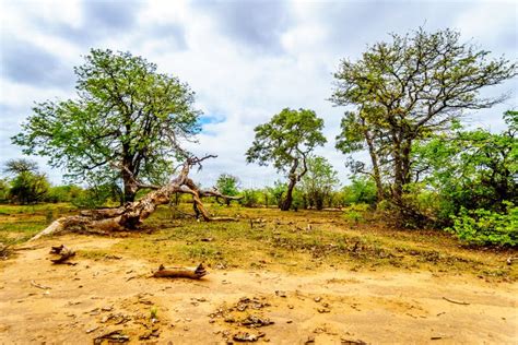 Mopane Trees And Trees Knocked Down By Elephants In Kruger National