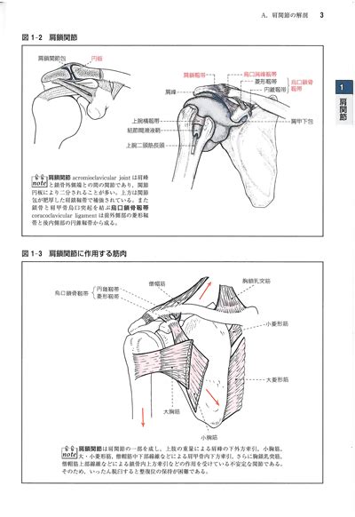 骨・関節x線写真の撮りかたと見かた第8版 医学書院 格安価格 北氷洋の冬