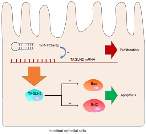 Mir A P Regulates The Proliferation And Apoptosis Of Intestinal