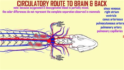 Salamander Circulatory Route To Brain Back YouTube