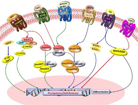 Various cell signaling pathways orchestrating self-renewal and ...