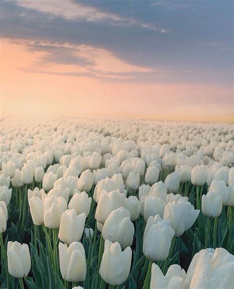 Odéon Vintage on Instagram in 2024 Tulips White tulips Tulip