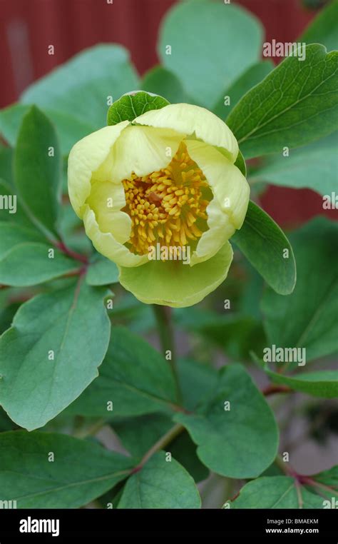 Paeonia Mlokosewitschii Molly The Witch Hi Res Stock Photography And