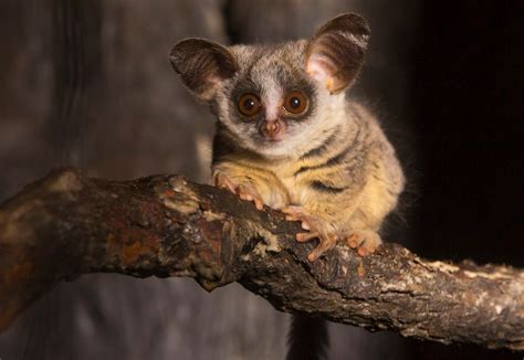 The Mohol Bushbaby Also Known As South African Galago Pets