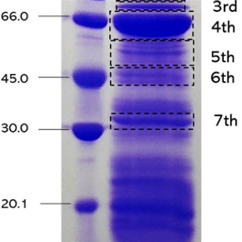 (PDF) Partial proteomic analysis of brown widow spider (Latrodectus ...