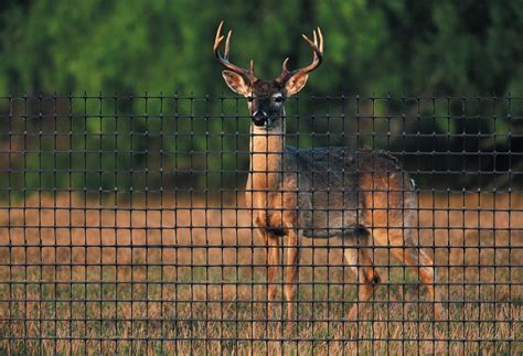 Tenax Corporation: Looking for Deer Fence?