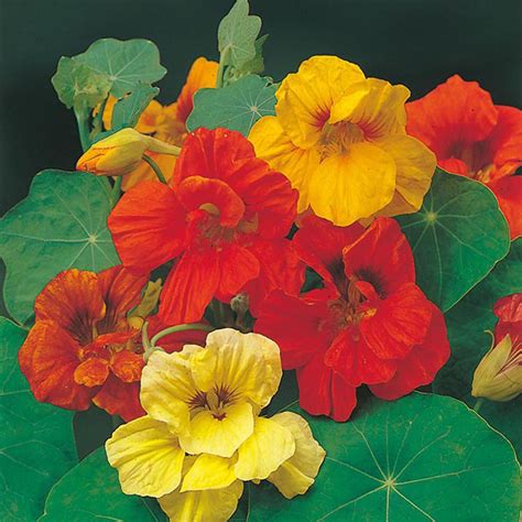 Nasturtium Gleam Mixed Seeds From Mr Fothergill S Seeds And Plants