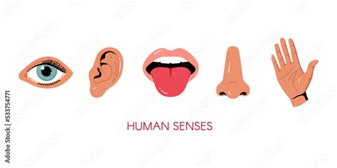 Five Senses Vector Illustrations Taste Sight Touch Smell Hearing Eye Hand Mouth Tongue