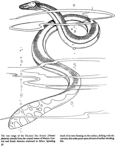 Sea Snake Coloring Page