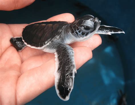 Baby Sea Turtle : r/pics