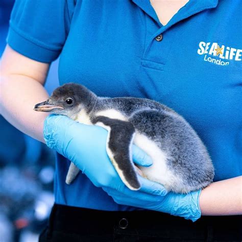 Lesbian Penguin Couple Become First Time Mums PinkNews