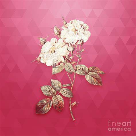 Vintage White Damask Rose In Gold On Viva Magenta Mixed Media By Holy