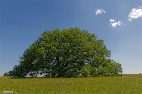 Balade En Lot Et Garonne Le ChÊne De Tombeboeuf 17 05 2020