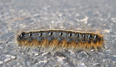 catapiler | I saved him from death. | Dan Grider | Flickr