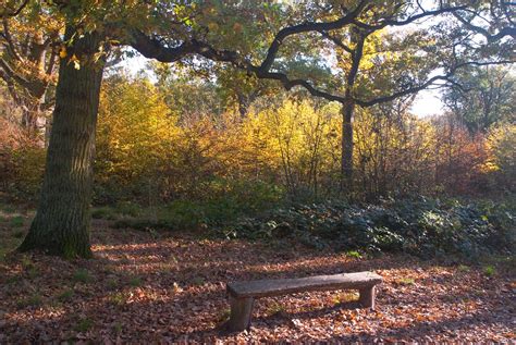 Hockley Woods Dave Walker Flickr