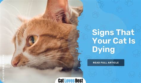 Signs That Your Cat Is Dying | 13 Signs & Symptoms