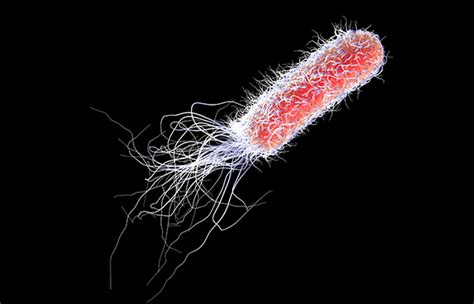 Pseudomonas Aeruginosa Antibiotic Resistance Carpet Vidalondon